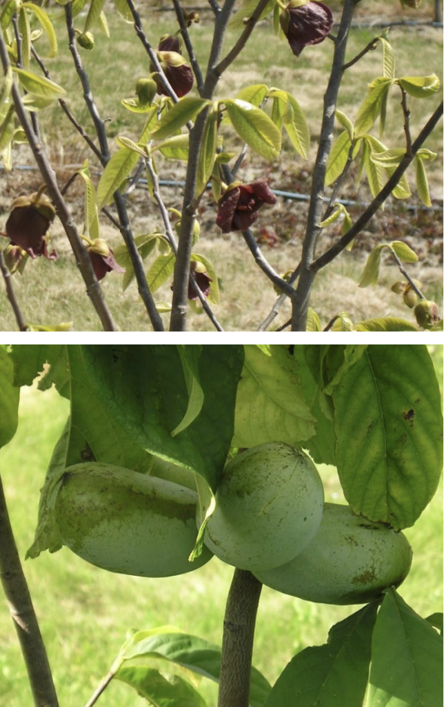 Two photos with one on top and the other below. The one on top is a small green fruit tree with brownish-purple flowers. The below is the same tree with green fruit shaped like lima beans.